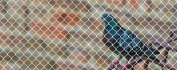Pigeon Safety Nets in Bangalore Karnataka