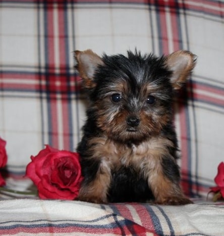 Teacup Yorkie For Adoption in Illinois
