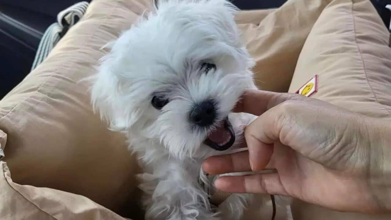 Maltese Puppies Available in Marcellus
