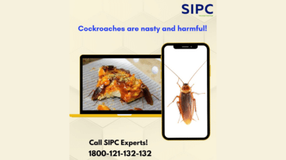 Cockroach-Control-Service-in-Hyderabad-South-India-Pest-Control