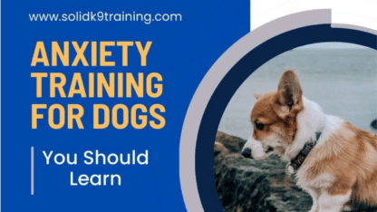 Dog-Anxiety-Training-SolidK9Training