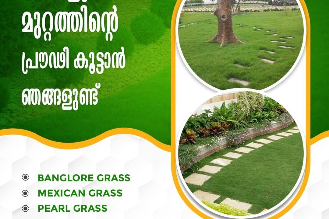 Best Pearl Grass Works/Laying Rajakumari