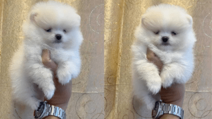 Teacup-Pomeranian-Puppies-Available-For-Sale-in-Dubai