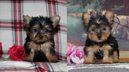 Teacup-Yorkie-For-Adoption-in-Illinois