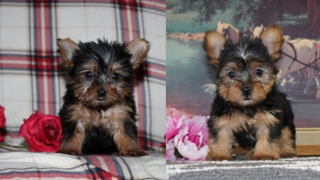 Teacup Yorkie For Adoption in Illinois
