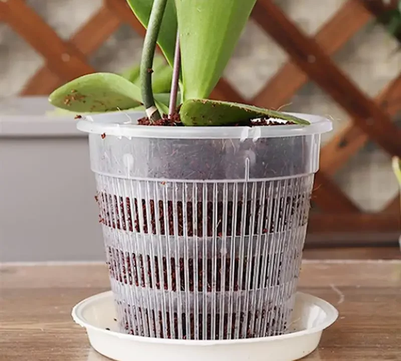 Enhance Growth with Clear Orchid Pots From Green Barn Orchid
