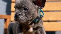 Fantastic French Bulldog Puppies For Sale in Texas