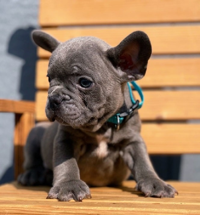 Fantastic French Bulldog Puppies For Sale in Texas