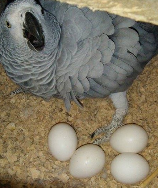 Fresh Parrot Fertile Eggs and Parrots For Sale