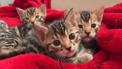 Bengal-Kittens-For-Sale-in-Dubai