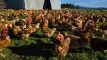 Live Chicken For Sale | Chicken of All Species For Sale | All Species Chicks | Egg Layer Hens