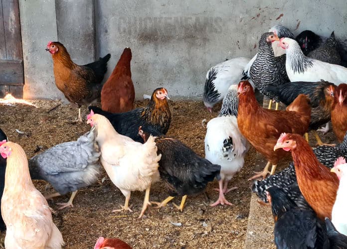 Live Chicken For Sale | Chicken of All Species For Sale | All Species Chicks | Egg Layer Hens