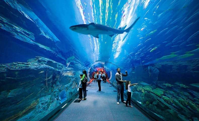 Dubai Mall Aquarium and Underwater Zoo Tickets