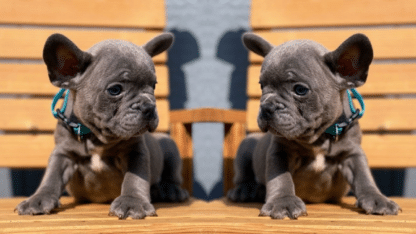 French-Bulldog-Puppies-For-Sale-in-Texas