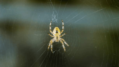 Get-Expert-Spider-Pest-Control-Service