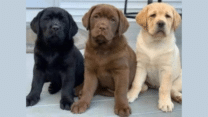 Pedigree Labrador Retriever Puppies Available in UK