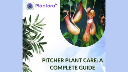 Pitcher-Plant-Care-Guide-Plantora