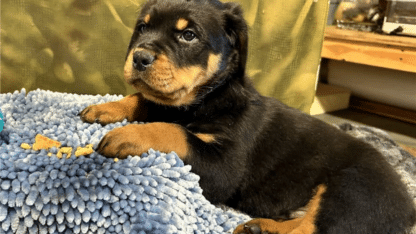Rottweiler-Puppies-Available-For-Sale