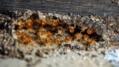 Termite-Specialists-in-Singapore-Eco-Space-Pest