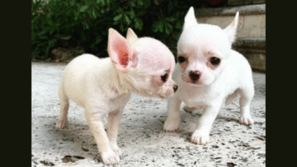 Two-Lovely-Chihuahua-Puppies-Available-in-UK