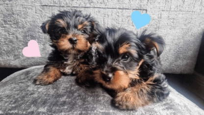 Yorkie-Puppies-For-Sale-in-California