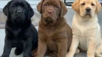 Pedigree Labrador Retriever Puppies Available in UK