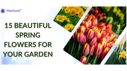 15-Beautiful-Spring-Flowers-For-Your-Garden