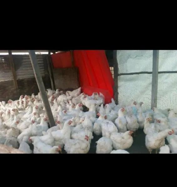 Lovely Chicks Available For Sale