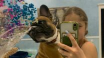 French Bulldog Available For Rehoming