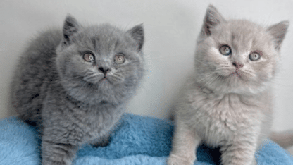 Adorable-British-Shorthair-Kittens-in-Philippines