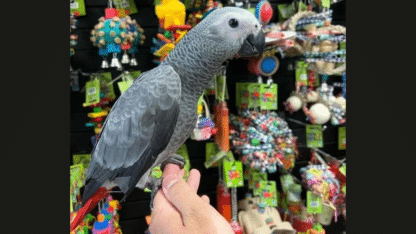African-Grey-Parrots