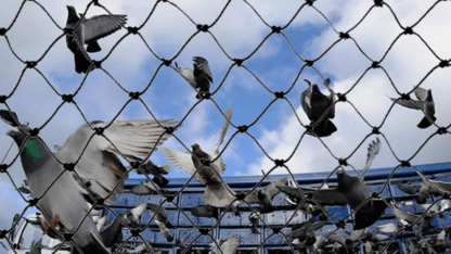 Best-Pigeon-Safety-Nets-in-Bangalore-JK-Enterprises