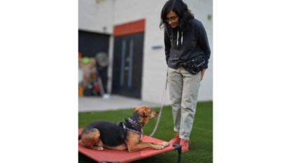 Enrich-Your-Dogs-Life-with-Expert-Dog-Training-Classes-in-Richmond-Hill-Ontario