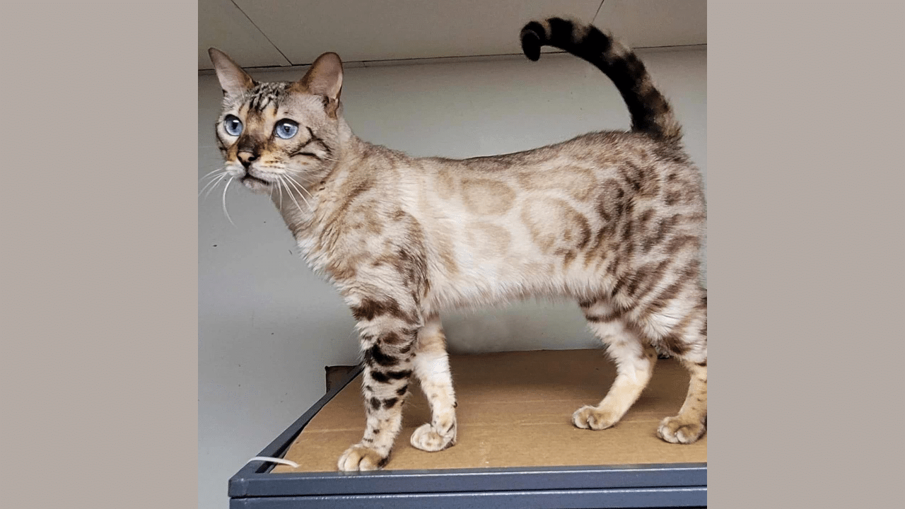Kittens For Sale – Get Your Perfect Bengal Kittens at Rising Sun Farm