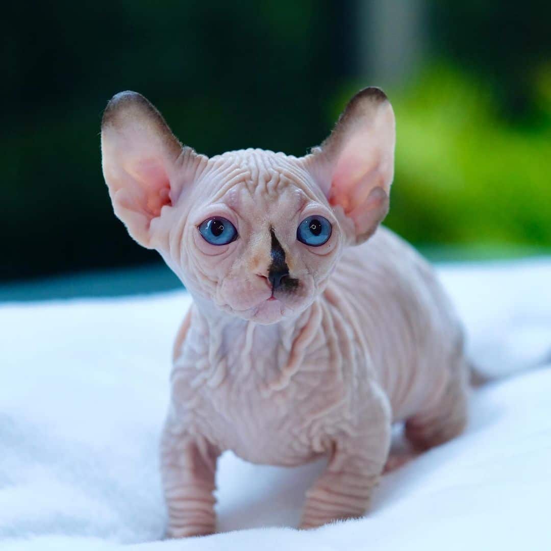 Love Smart Sphynx Kittens For Sale