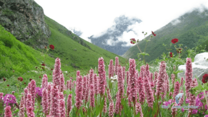 Valley-of-Flowers-Tour-Packages-Uttarakhand