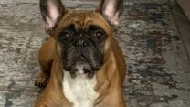 French Bulldog Available For Rehoming