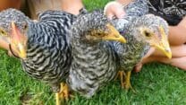 Lovely Chicks Available For Sale
