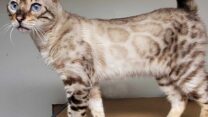 Kittens For Sale – Get Your Perfect Bengal Kittens at Rising Sun Farm
