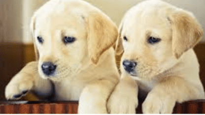 Adorable-Labrador-Puppies-For-Adoption
