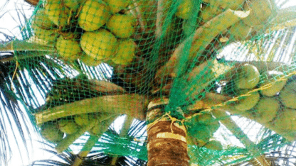 Best-Coconut-Tree-Safety-Nets-Service-Provider-in-Bangalore-Menorah-CocoNets