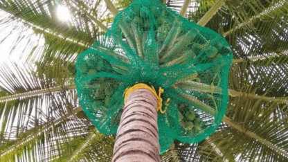 Best-Coconut-Tree-Safety-Nets-in-Bangalore-Menorah-CocoNets