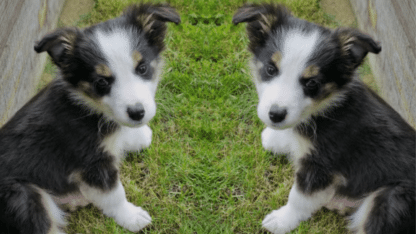 Border-Collie-Puppies-Dog