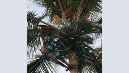 Coconut-Tree-Net-Fixing-in-Bangalore-Menorah-CocoNets