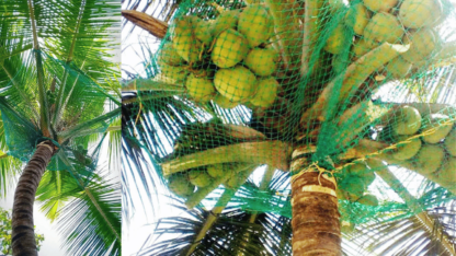 Coconut-Tree-Safety-Net-in-Bangalore-Menorah-CocoNets