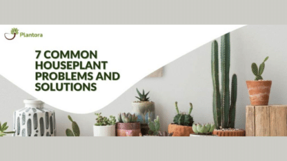 Common-Houseplant-Problems-and-Solutions