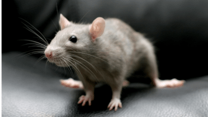 Fast-and-Safe-Rodent-Control-Get-Rid-of-Rats-Quickly