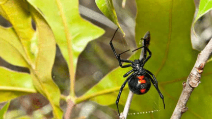 Get-Rid-of-Spiders-Fast-Top-Melbourne-Spider-Exterminators