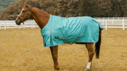 Horse-Clothing