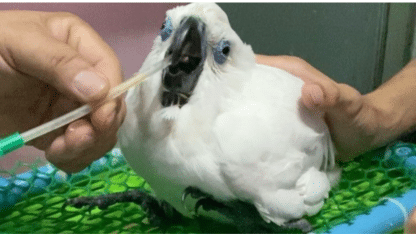 Little-Cockatoo-Parrots-Available-For-Rehoming